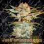 Stacked OG Kush by DNA Genetics Cannabis Seeds For Sale at Just Feminized