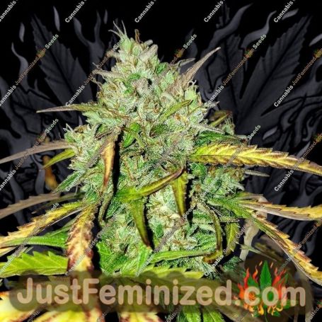 Girl Scout Cookies Auto by BSB Genetics Cannabis Seeds For Sale at Just Feminized