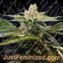 Miss DNA by DNA Genetics Cannabis Seeds For Sale at Just Feminized