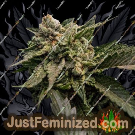 Strawberry Sorbet by DNA Genetics Cannabis Seeds For Sale at Just Feminized
