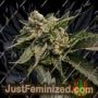 Strawberry Sorbet by DNA Genetics Cannabis Seeds For Sale at Just Feminized