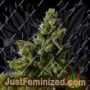 Sour Sorbet by DNA Genetics Cannabis Seeds For Sale at Just Feminized