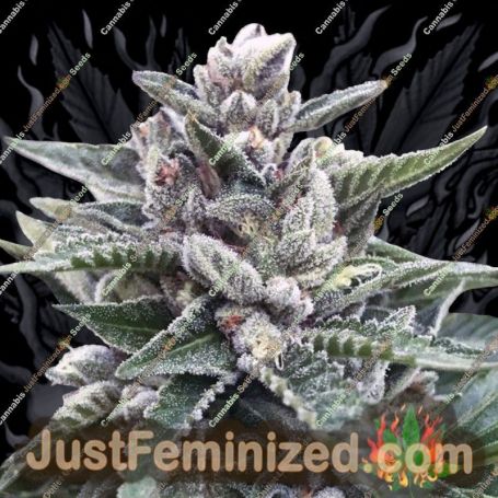 Kosher Sorbet by DNA Genetics Cannabis Seeds For Sale at Just Feminized