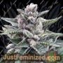 Kosher Sorbet by DNA Genetics Cannabis Seeds For Sale at Just Feminized