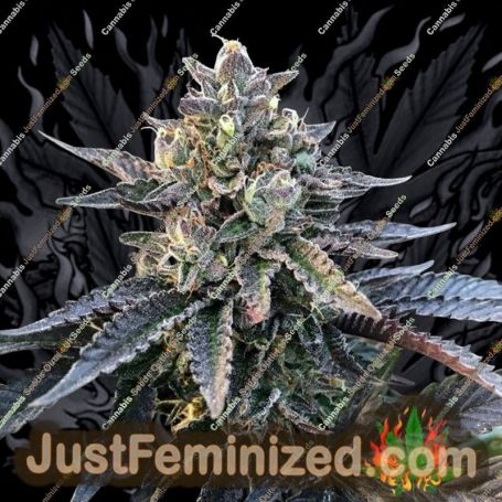 Gelato Sorbet by DNA Genetics Cannabis Seeds For Sale at Just Feminized