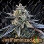 Gelato Sorbet by DNA Genetics Cannabis Seeds For Sale at Just Feminized