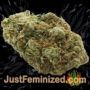 Gelato Sorbet by DNA Genetics Buds Weed Ganja Skunk Pot Reefer Dope Herb Pics Images