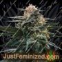 Blood Orange Sorbet by DNA Genetics Cannabis Seeds For Sale at Just Feminized