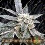 Golden Berry by DNA Genetics Cannabis Seeds For Sale at Just Feminized