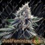 Sour Kosher by DNA Genetics Cannabis Seeds For Sale at Just Feminized