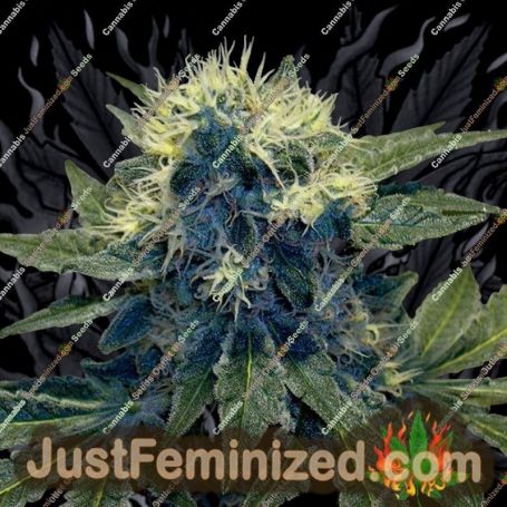 Sharksbreath by DNA Genetics Cannabis Seeds For Sale at Just Feminized