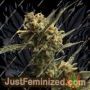 Gorilla Glue No.4 Auto by BSB Genetics Cannabis Seeds For Sale at Just Feminized