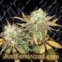 R.K.S. by DNA Genetics Cannabis Seeds For Sale at Just Feminized