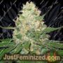 Rocklock by DNA Genetics Cannabis Seeds For Sale at Just Feminized