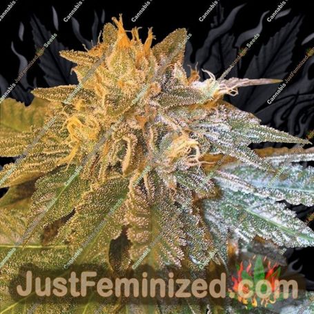 LA Confidential by DNA Genetics Cannabis Seeds For Sale at Just Feminized