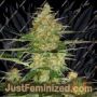 60 Day Wonder by DNA Genetics Cannabis Seeds For Sale at Just Feminized