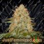 LA Chocolate by DNA Genetics Cannabis Seeds For Sale at Just Feminized