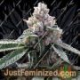 Florida OG by DNA Genetics Cannabis Seeds For Sale at Just Feminized