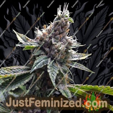 Florida Gold by DNA Genetics Cannabis Seeds For Sale at Just Feminized