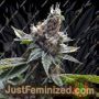 Florida Gold by DNA Genetics Cannabis Seeds For Sale at Just Feminized