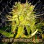 Lemon Haze by BSB Genetics Cannabis Seeds For Sale at Just Feminized
