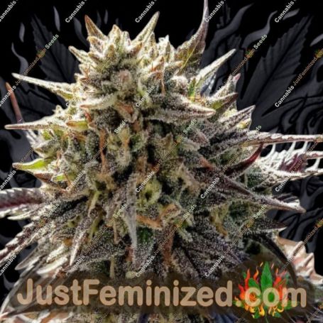 Florida Lemon by DNA Genetics Cannabis Seeds For Sale at Just Feminized