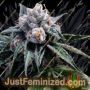 Lemon Walker by DNA Genetics Cannabis Seeds For Sale at Just Feminized