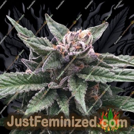 Triple Scoop by DNA Genetics Cannabis Seeds For Sale at Just Feminized