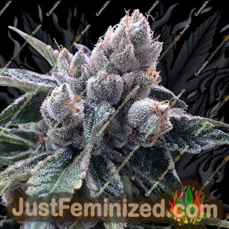 White Walker Kush - by DNA Genetics Cannabis Seeds For Sale at Just Feminized