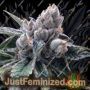 White Walker Kush - by DNA Genetics Cannabis Seeds For Sale at Just Feminized