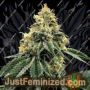 Kosher Dawg by DNA Genetics Cannabis Seeds For Sale at Just Feminized