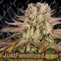 Pineapple Express by Barneys Farm Cannabis Seeds For Sale at Just Feminized
