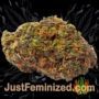 Pineapple Express by Barneys Farm Buds Weed Ganja Skunk Pot Reefer Dope Herb Pics Images