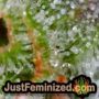 Pineapple Express by Barneys Farm THC CBD Close Up Trichomes Potency Yield Indica Sativa Strain Pic Images