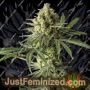 Original Blue Cheese by Big Buddha Family Farm Cannabis Seeds For Sale at Just Feminized
