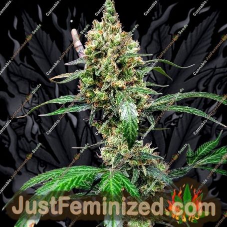 Manderine Dream XL Auto by BSB Genetics Cannabis Seeds For Sale at Just Feminized