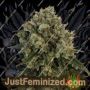 Blue Cheese Auto by Big Buddha Family Farm Cannabis Seeds For Sale at Just Feminized