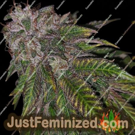 Dirty Kuntz by Pheno Finder Seeds Cannabis Seeds For Sale at Just Feminized