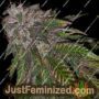 Dirty Kuntz by Pheno Finder Seeds Cannabis Seeds For Sale at Just Feminized