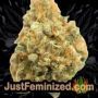 Dirty Kuntz by Pheno Finder Seeds Buds Weed Ganja Skunk Pot Reefer Dope Herb Pics Images
