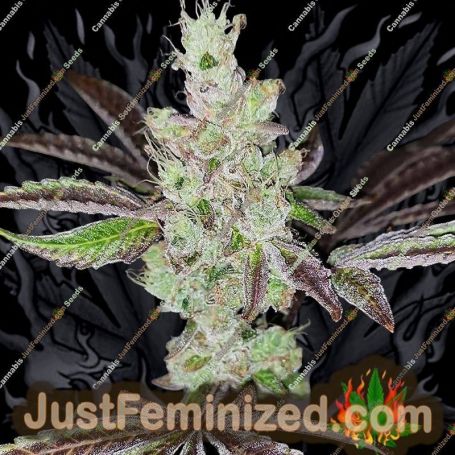 Sour Kuntz by Pheno Finder Seeds Cannabis Seeds For Sale at Just Feminized