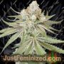 Now N Melon by Karma Genetics Cannabis Seeds For Sale at Just Feminized