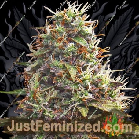 Pellezino Cookies by Original Sensible Cannabis Seeds For Sale at Just Feminized