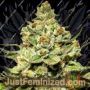 Jungle Lava by Original Sensible Cannabis Seeds For Sale at Just Feminized