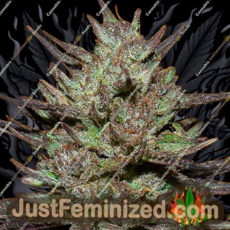 Pink Rozay by Original Sensible Cannabis Seeds For Sale at Just Feminized