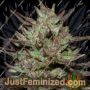 Pink Rozay by Original Sensible Cannabis Seeds For Sale at Just Feminized