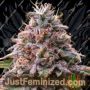 Strawberry Pie Auto by Original Sensible Cannabis Seeds For Sale at Just Feminized