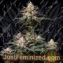 Purple Lemonade FF by Fast Buds Cannabis Seeds For Sale at Just Feminized