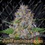 Apple Crumble by G13 Labs Cannabis Seeds For Sale at Just Feminized