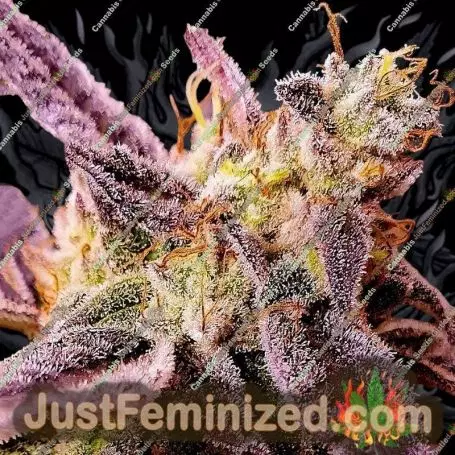 Strawberry Oreoz by Holy Smoke Seeds Cannabis Seeds For Sale at Just Feminized